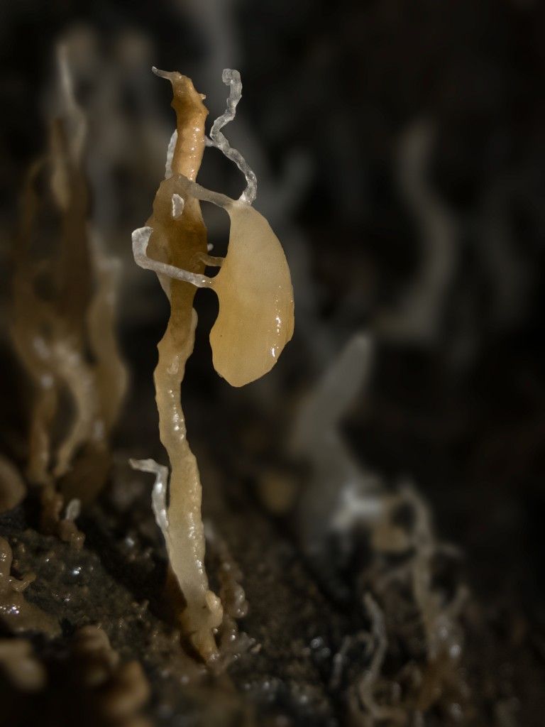 Underground life