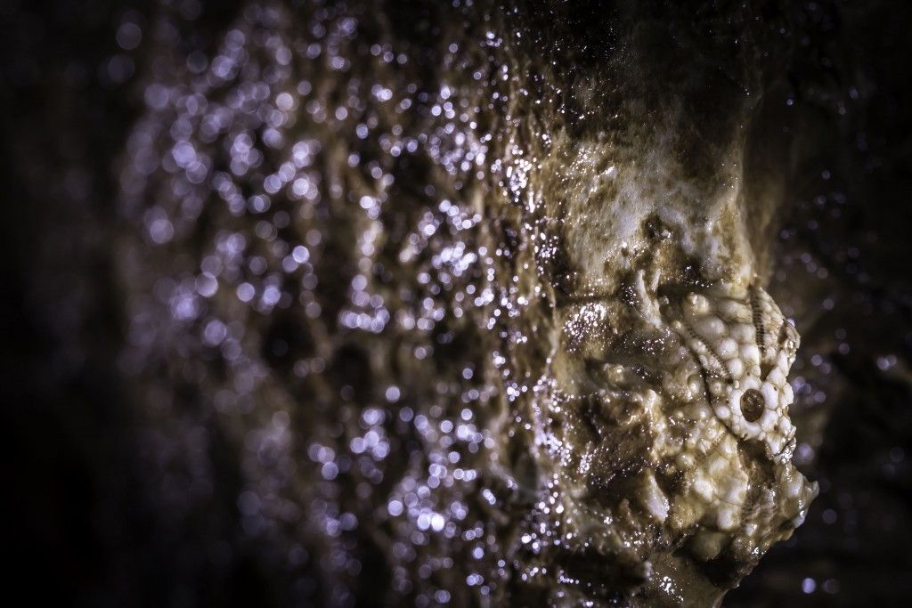 Tentacles