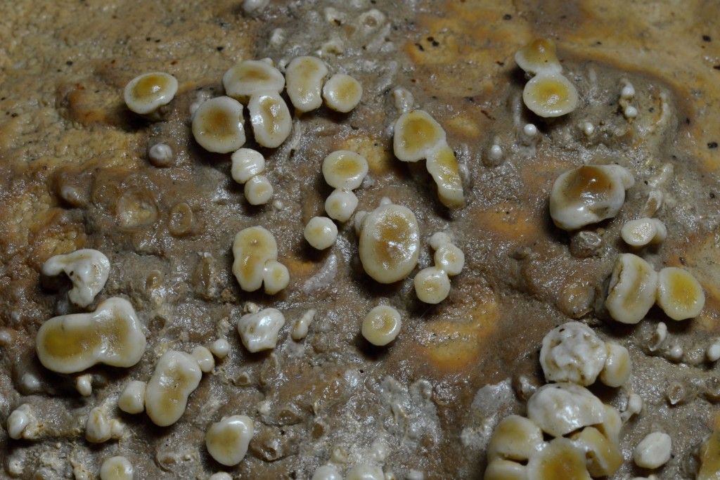 Pisolits