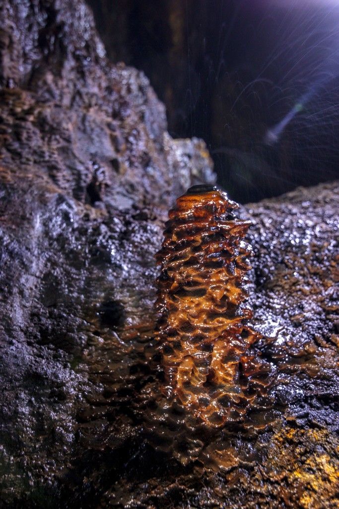 Čierno-hlavý stalagmit