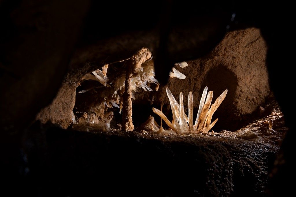 Birth of a flower