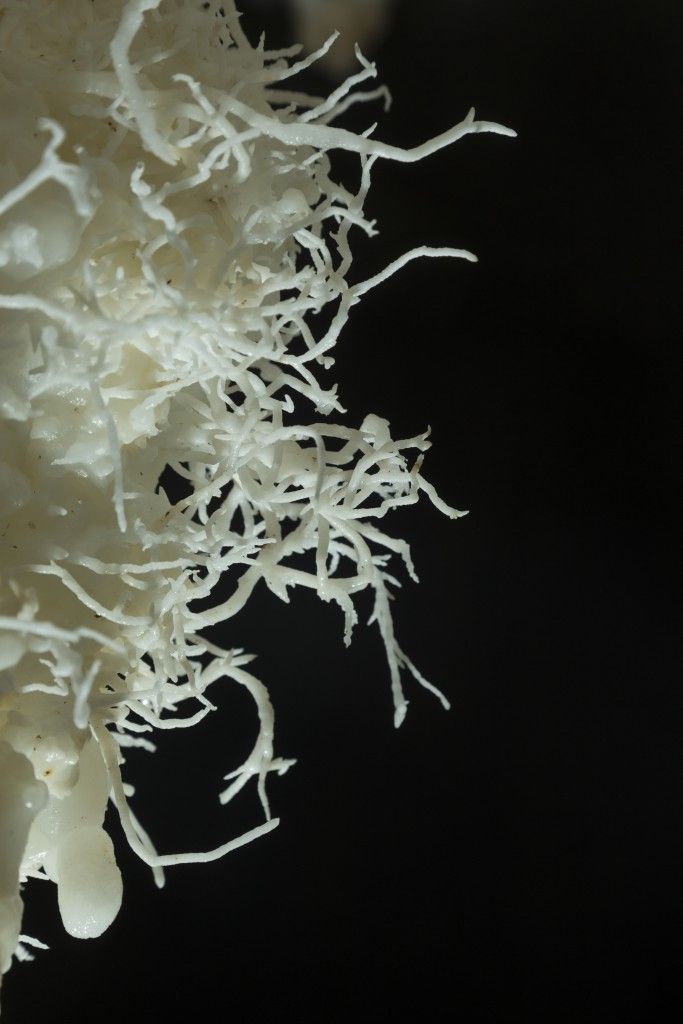 ARAGONITE 1