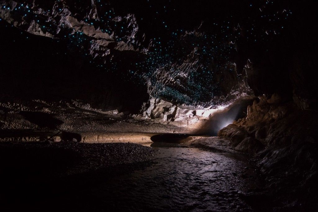 Glow worms