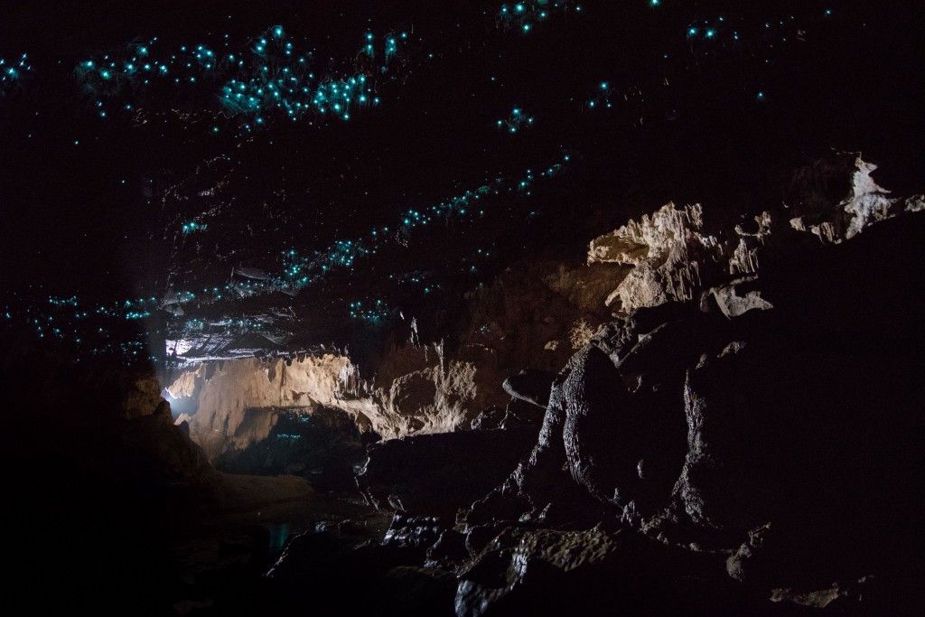 Glow Worms