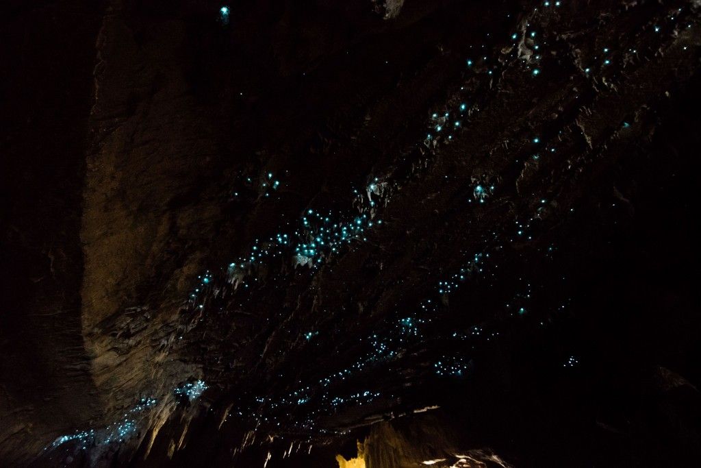 Glow Worms