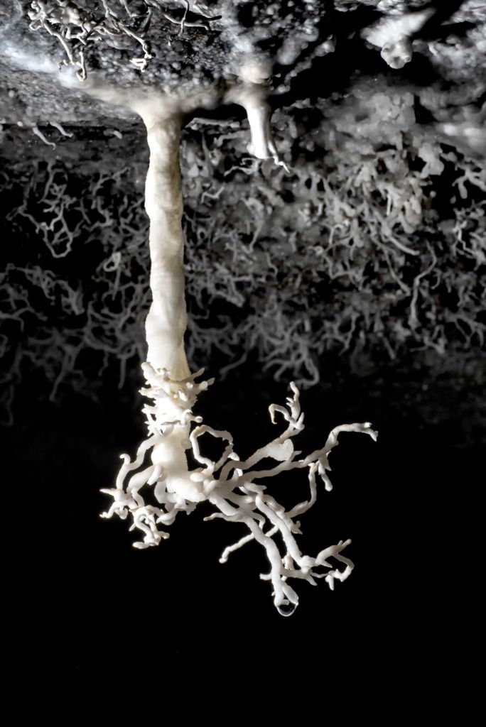 Cristian Tzecu & Cosmin Nistor